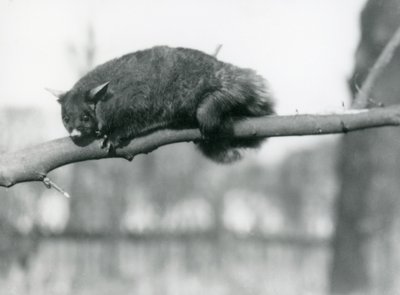 Un phalanger volant regarde en bas depuis une branche au zoo de Londres, c.1923 - Frederick William Bond